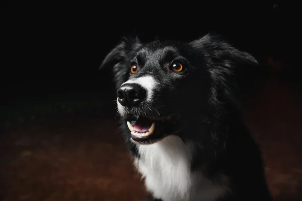 Felice cane confine collie — Foto Stock