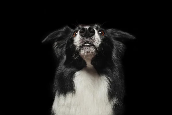 Feliz perro frontera collies muestra su lengua —  Fotos de Stock
