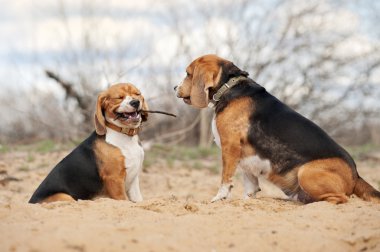 İki komik beagle köpek