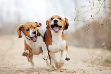 Çalışan iki komik beagle köpek