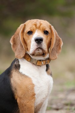 ciddi beagle köpek