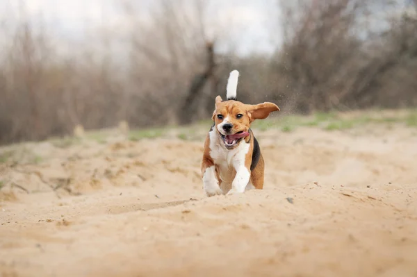 Beagle hund kör — Stockfoto