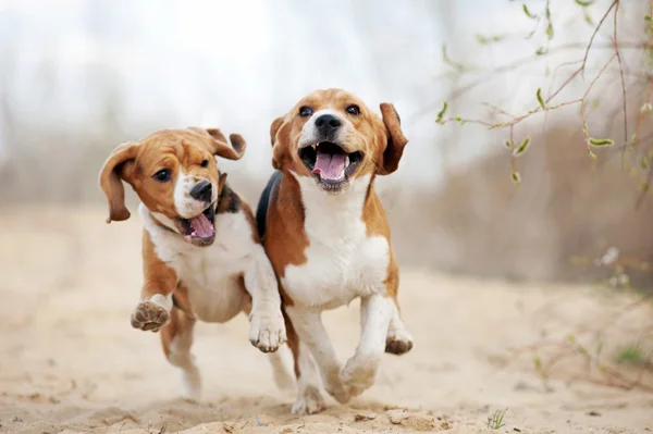 Due divertenti cani beagle in esecuzione — Foto Stock