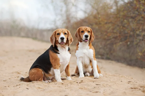 Dos perros beagle divertido —  Fotos de Stock