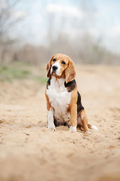 严重 beagle 犬 — 图库照片