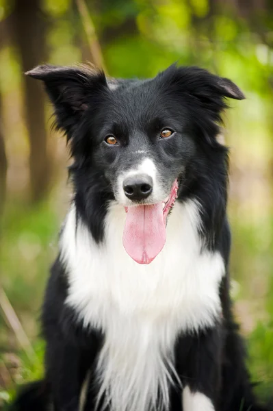 Jovem preto e branco fronteira collie cão — Fotografia de Stock