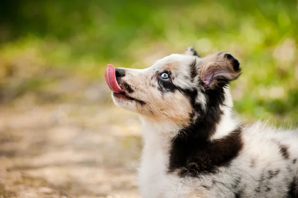 Красивый щенок пограничного колли — стоковое фото