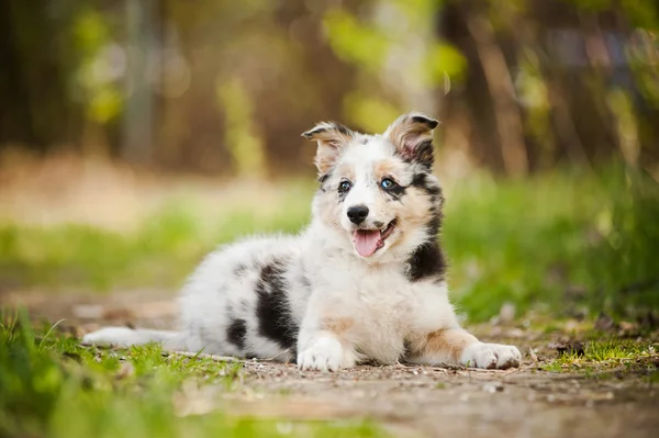 Joli chiot frontière collie — Photo