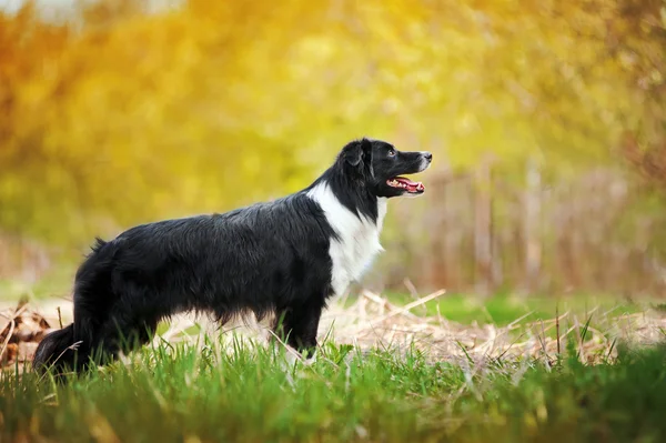 Jonge zwarte en witte Bordercollie hond — Stockfoto