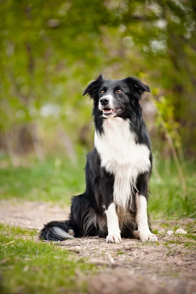 Joven negro y blanco borde collie perro —  Fotos de Stock