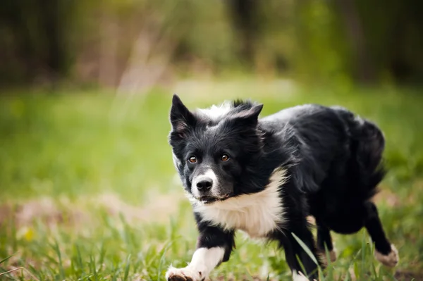 Joven frontera collie perro — Foto de Stock