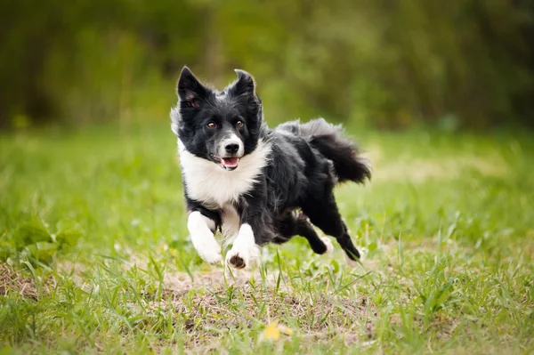 Jovem fronteira collie cão — Fotografia de Stock
