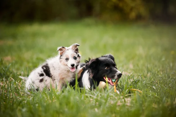 Old dog border collie and puppy playing — Stock Photo, Image