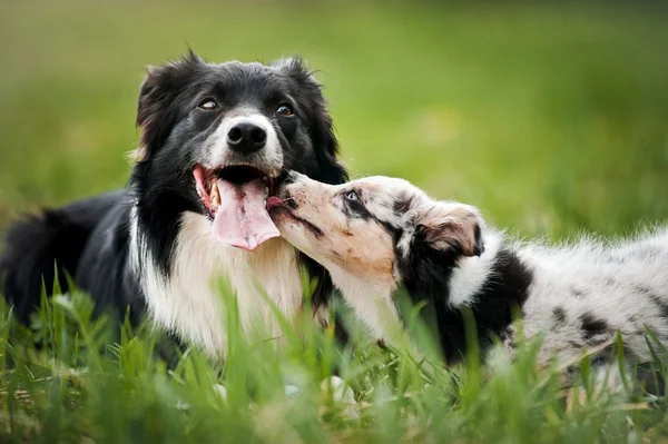 Velho cão fronteira collie e cachorro brincando — Fotografia de Stock