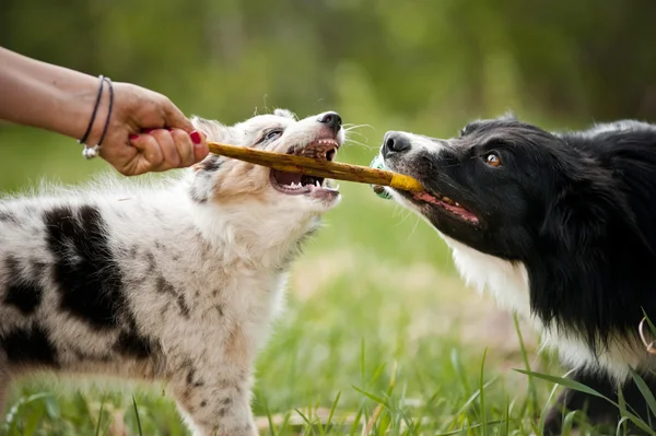 Eski köpek kenar kömür ocağı ve oynayan köpek — Stok fotoğraf