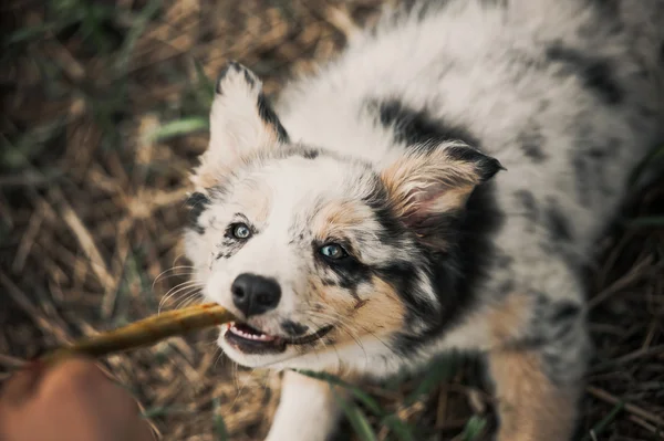 可愛い子犬のボーダーコリー — ストック写真