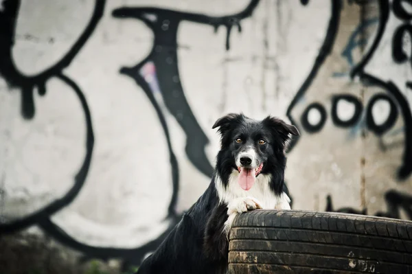 Gränsen collie hund — Stockfoto