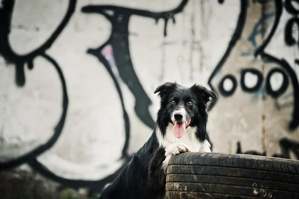 Frontera Collie perro — Foto de Stock