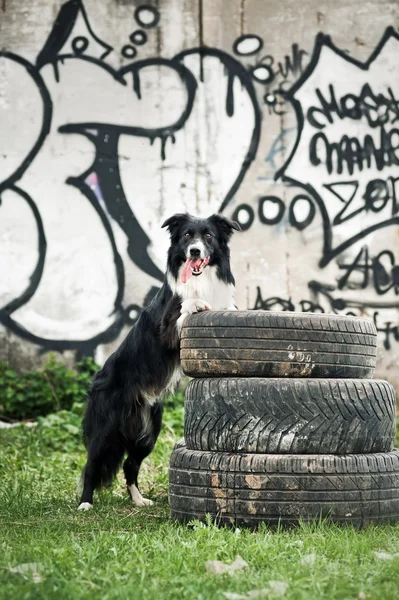 Bordercollie hond — Stockfoto