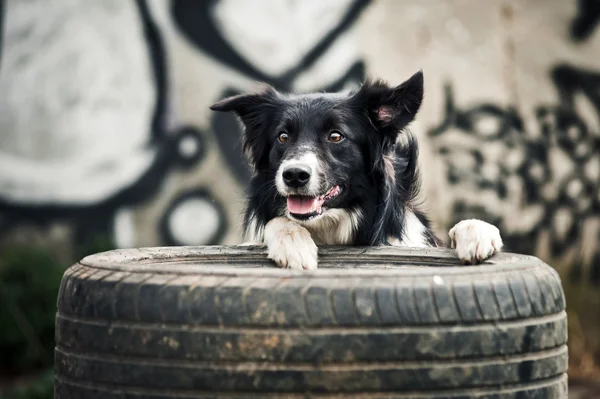 Frontera Collie perro — Foto de Stock