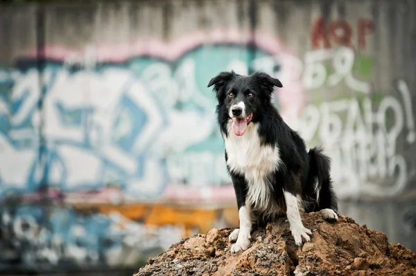 Border collie dog — Stock Photo, Image