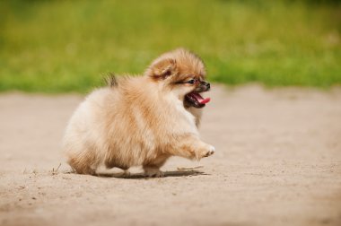 Pomeranian Spitz köpek yürüyüş