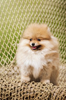 Genç köpek yavrusu Spitz kameraya benziyor.