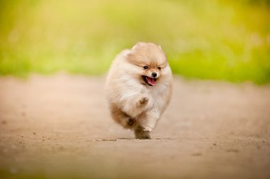Çalışan Pomeranian Spitz köpek yavrusu 