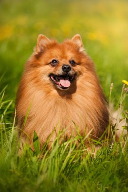 Pomeranian köpek portre