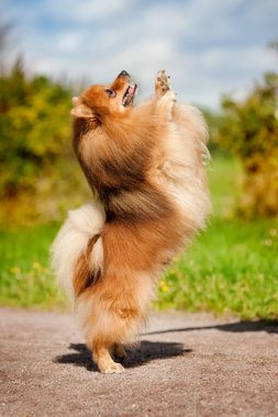 oynayan sevimli pomeranian köpek