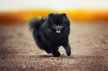 Oynayan siyah Pomeranian Spitz köpek yavrusu