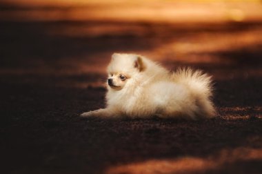 Yalan küçük Pomeranian köpek yavrusu