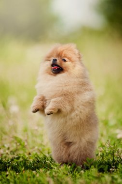 küçük pomeranian köpek yavrusu 