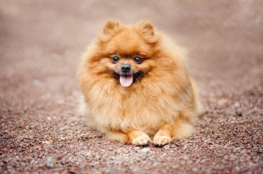 Yalan küçük Pomeranian köpek yavrusu