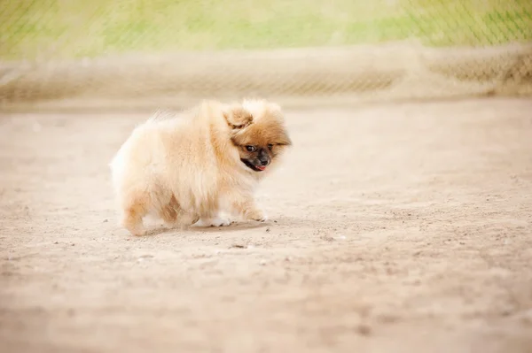 Pomeranian Spitz puppy — Stock Photo, Image