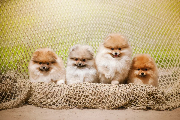 Cuatro cachorros pomeranianos Spitz mirando a la cámara — Foto de Stock