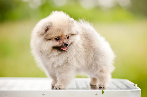 Damat masa üzerinde şirin Pomeranian duran — Stok fotoğraf