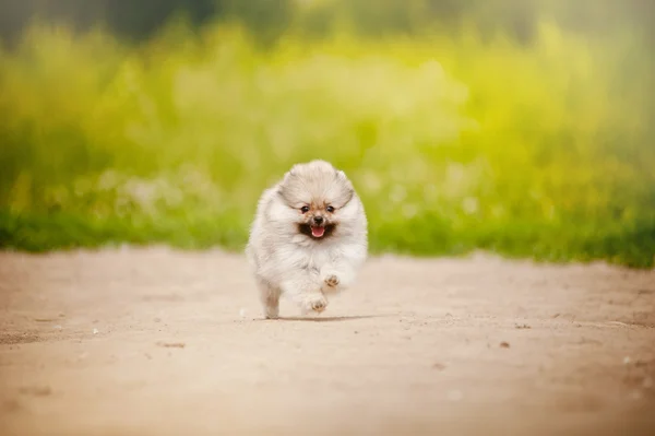 Çalışan Pomeranian Spitz köpek yavrusu — Stok fotoğraf