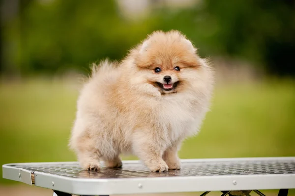 Cute Pomeranian de pie sobre la mesa de aseo —  Fotos de Stock
