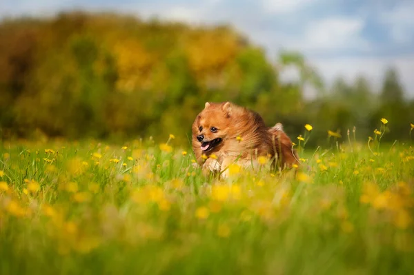 Χαριτωμένο pomeranian σκύλος παίζει — Φωτογραφία Αρχείου