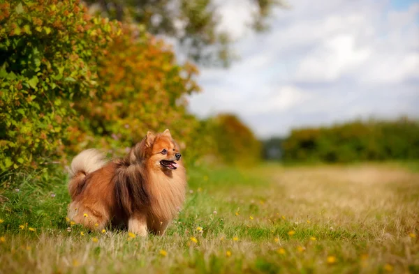 Cão pomerano no campo — Fotografia de Stock