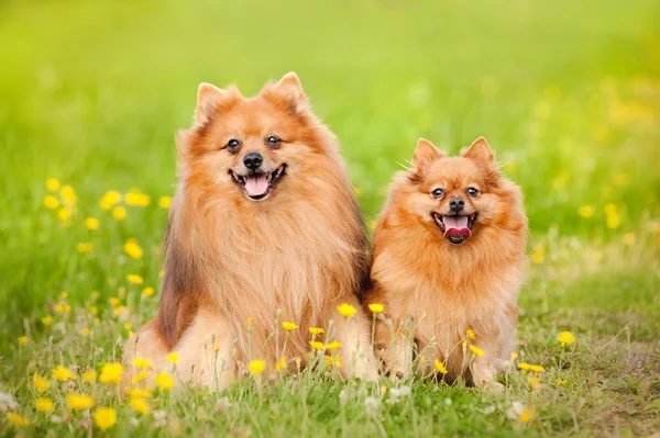 Twee Pommeren hond in de zomer — Stockfoto