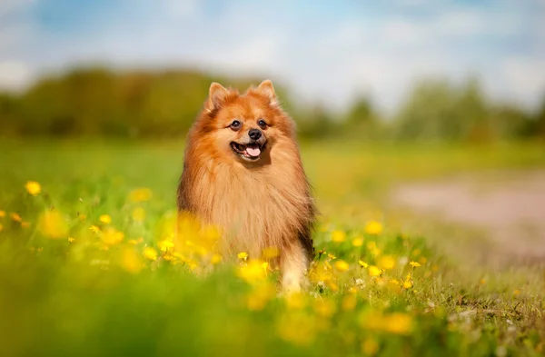 Perro pomerania en el campo — Foto de Stock