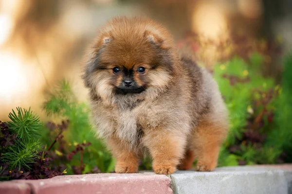 Cãozinho Spitz olhando para a câmera — Fotografia de Stock