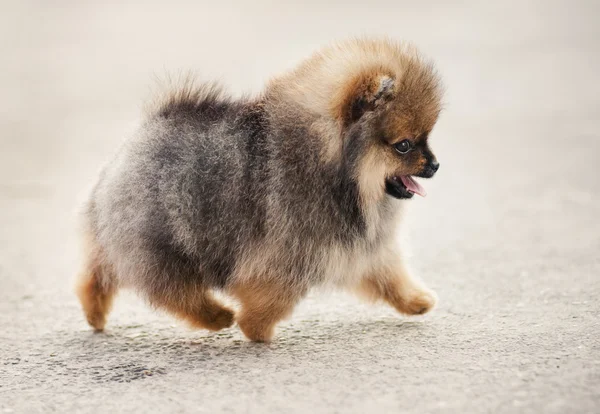 Pomeranian Spitz cachorro andando — Fotografia de Stock