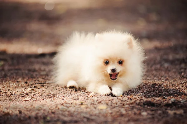 Μικρό Pomeranian κουτάβι που βρίσκεται — Φωτογραφία Αρχείου
