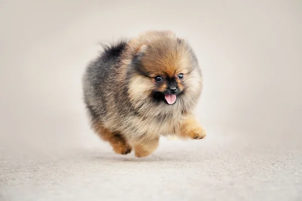 Pomeranian Spitz cachorro caminando — Foto de Stock