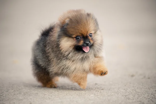 Pomeranian Spitz cachorro caminando — Foto de Stock