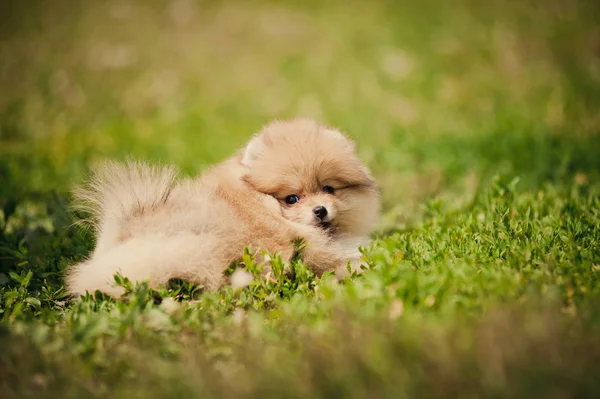 Pequeño cachorro de Pomerania mintiendo — Foto de Stock