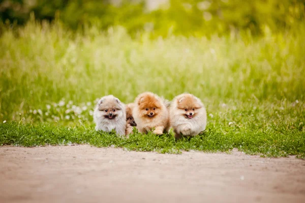 Drie kleine Pommeren puppies wandelen — Stockfoto